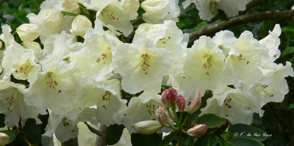 Bois des Moutiers (82) Mai 2012